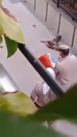 मोर राष्ट्रीय पक्षी आसल्या मुळे मरणोउपरांत  मोराला 
राष्ट्रीय मान वंदना देताना दिल्ली  पोलिस आधीकारी#pmmodi #sanvidhan