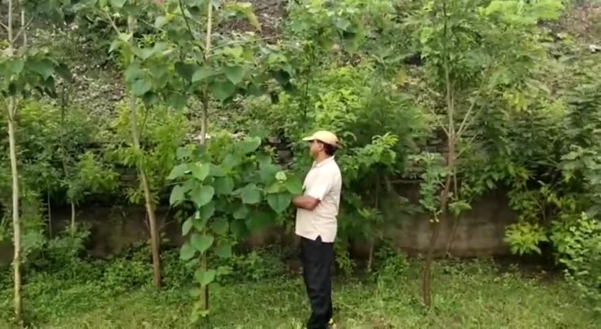 मनेन्द्रगढ़ के 60 वर्षीय संजय ने तैयार की खुद की नर्सरी, अपनी कार से दे रहे पर्यावरण का संदेश #पर्यावरण_दिवस
