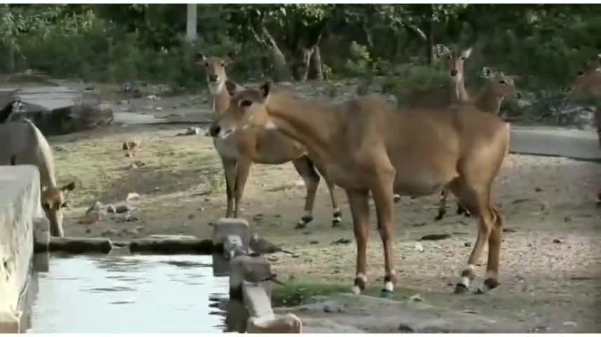 गिर्वा: वन विभाग की पशु वन्यजीव गणना के दौरान दिखाई दिए चिंकारा, मोर व तेंदुए समेत जरख #वन्यजीव #वन_विभाग