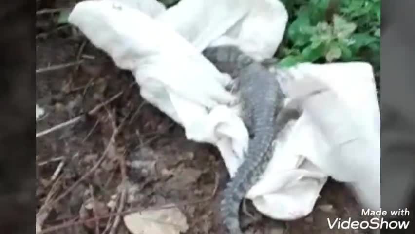 लालगंज: अदवा नदी से निकल कर हथेड़ा बस्ती में पहुंचा मगरमच्छ, वन कर्मियों ने सुरक्षित पकड़कर नदी में छोड़ा #वन_विभाग #मगरमच्छ