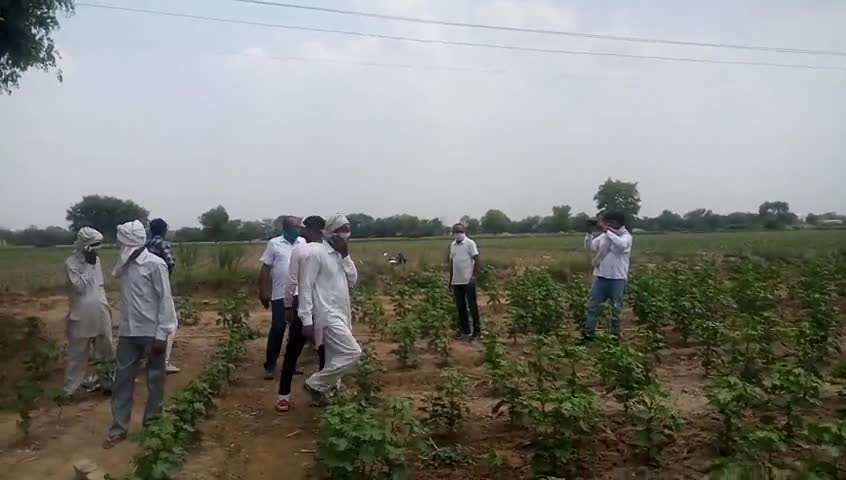 हिसार: खासा पठाना गांव में टिड्डी दल पहुंचने के बाद कृषि विभाग के अधिकारियों ने लिया जायजा #टिड्डी_दल #कृषि_विभाग