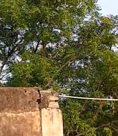 ब्यावर: Beawar Me Aayi Tidiya 
Udaipur Road Chungi Naka 
F C I Godam
#Tidiya #New Trend ﻿#Beawar
﻿#ajmer Beawar Sedriya