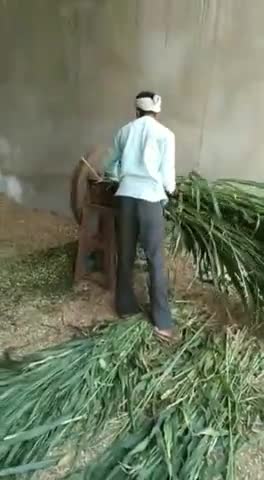 क्षेत्र में किसान संघ के कार्यकर्ताओं ने विभिन्न गौशालाओं में जाकर गोवंश को खिलाया हरा चारा #किसान_संघ