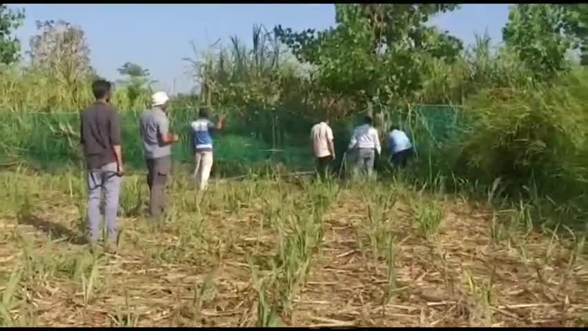 हसनपुर: कालाखेड़ा गांव में मक्का के खेत में दिखा तेंदुआ, ग्रामीणों में दहशत के बाद गांव पहुंची वन विभाग की टीम #तेंदुआ #वन_विभाग