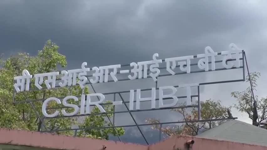पालमपुर: कोरोना से बचाएगी चाय, #CSIR-IHBTसंस्थान पालमपुर के वैज्ञानिकोें ने प्रारंभिक शोध में पाए #कोरोना को रोकने वाले तत्व,