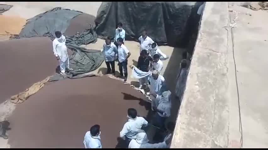 गंगानगर: धान मंडी में अन्य जिन्सो की हुई खरीद, सरकारी गेहूं की आज खरीद के लिए किसानों को जारी किए गए ई-पास #किसान #गेहूं_खरीद