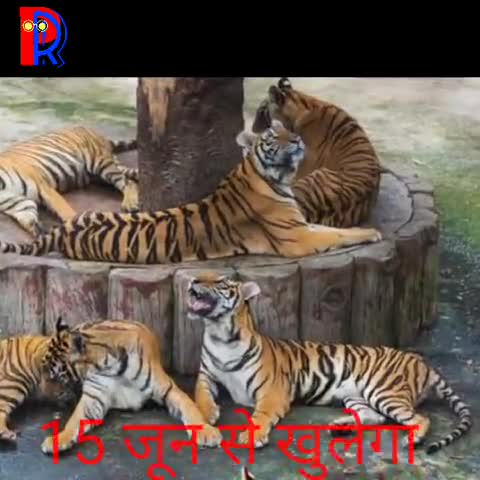 पनागर: #पर्यटकों के लिए आई बड़ी खबर।
#बांधवगढ़ टाईगर रिज़र्व 15 जून से खुलेगा।
देखिए पूरी खबर।
#टाइगर
