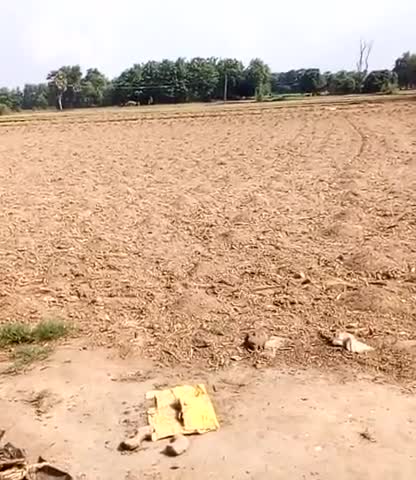 गुठनी: guthani 
me baris ki jarurat#kheti