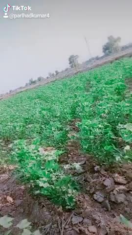 डबवाली: #comady video like and comment follow please