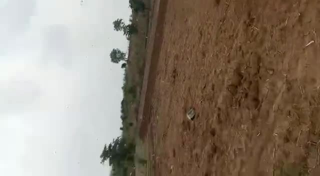 राघोगढ़: gram gora mein helicopter ki raftar se a Rahi tiddi dal_ Gaon se hokar raghogarh ki or Ravana ho chuki hai#tiddi