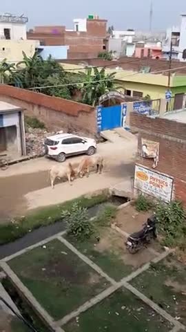 बरेली: शांति विहार में दो सांडों की जबरदस्त भिड़ंत काफी देर चलता रहा दोनों में रोचक मुकाबला#नाथ नगरी बरेली