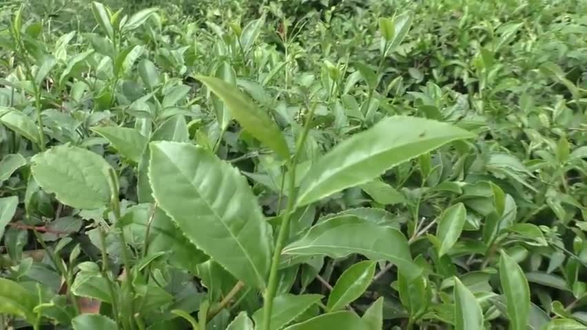 पालमपुर: स्पेशल ऑक्शन में महकेगी कांगड़ा चाय, कोलकाता में 22 जून को होने वाली नीलामी में भेजी गई 80 किलो कांगड़ा चाय #कांगड़ा #चाय