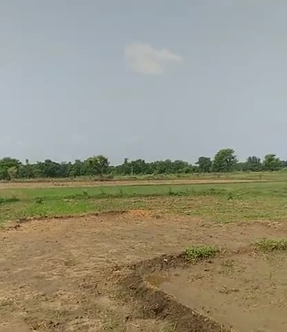 कोटर: कोटर तहसील के अंतर्गत बिहरा ग्राम में हुआ टिद्दियो का तीसरी बार हमला फसल को हुआ भारी नुकसान#shivrajsinghchouchan 
#nरेंद