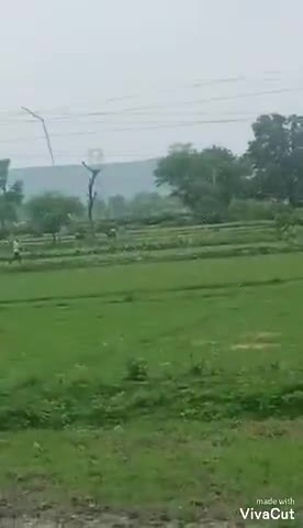 उचेहरा: #उचेहरा के भरहटा गांव में टिड्डी दल ने माचाया कहर ﻿