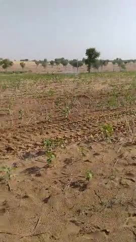 सरदारशहर: #tidi ka kahar. jiske karn kishan ko pra bhari