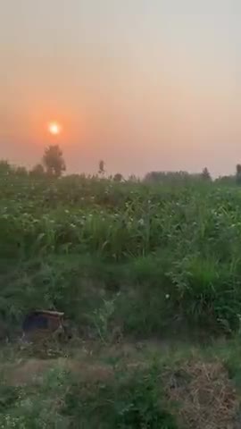मुज़फ्फरनगर: नवाजुद्दीन सिद्दीकी गांव में बने किसान, सिर पर साफा बांधे खेतों में काम करते नजर आए एक्टर- देखें #nawazuddin