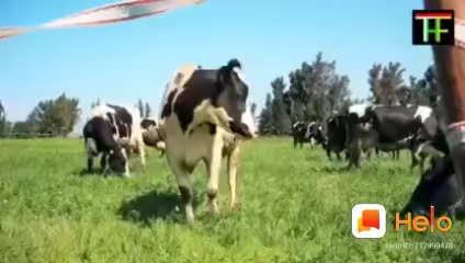 बंजरिया: aur bhi aaesi jankari ke liye follow kare#10lak