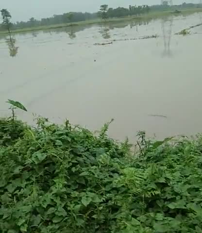 पूर्णिया पूर्व: Pani hi pani h pata nhi aage ky hoga bahot kharb time aa gya h gow walo ke liye#######﻿@﻿@#main ankit singh frome purnea