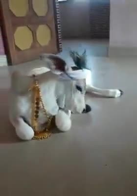 औरंगाबाद: #गौ माता के नंदनी  देख कर दिल खुशी से #झूम उठा . ﻿