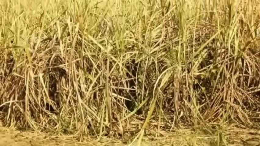 पीलीभीत: पीलीभीत में टिड्डी दल को लेकर कृषि विभाग के अधिकारियों ने महकमे को किया अलर्ट #कृषि_विभाग