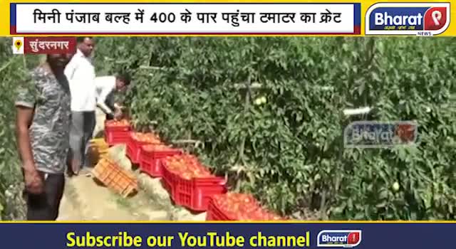 पंचकूला: मिनी पंजाब बल्ह में 400 के पार पहुंचा टमाटर का क्रेट, किसानों ने ली राहत की सांस !Bharat9|
#sundarnagar