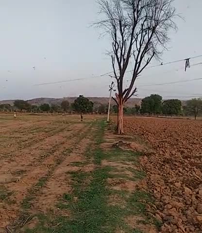 करौली: #locust 
जिला करौली के ग्राम पंचायत Gerai
Village-Gerai Ki Guwari