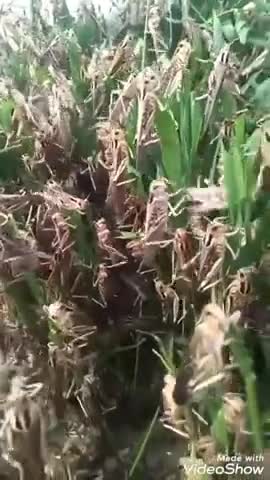 आमेर: आमेर उपखंड क्षेत्र में टिड्डियों के दल ने हमला कर फसलों को किया चौपट, किसानों ने की मुआवजा देने की मांग #टिड्डी_दल
