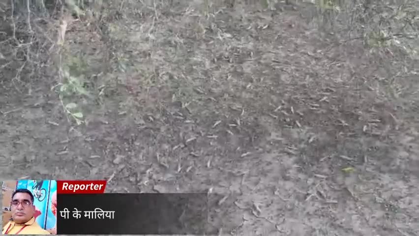 कोलायत: अक्कासर-टिड्डियों के पड़ाव पर नियंत्रण करते हुए टिड्डी नियंत्रण दल कृषि पर्यवेक्षक प्रमोद कूकना ने दी जानकारी।#टिड्डियाँ