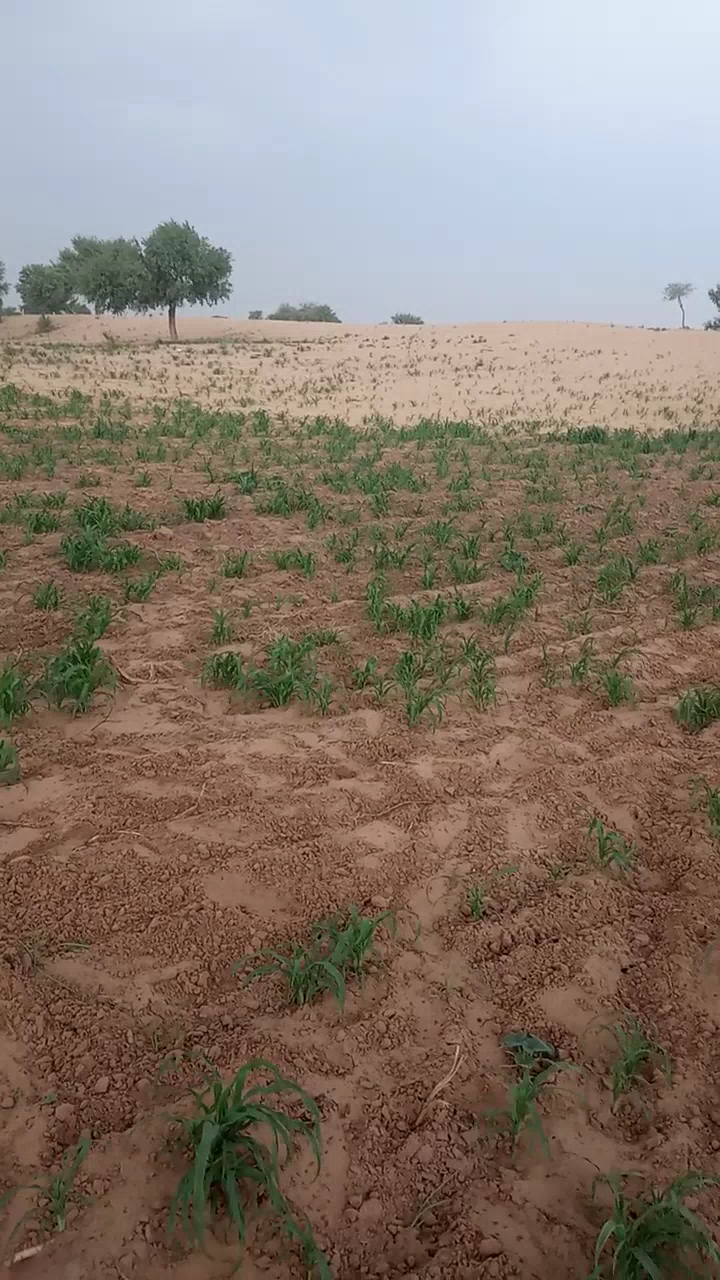 झुंझुनू: #rainyday #kishan #farmers #bareesh