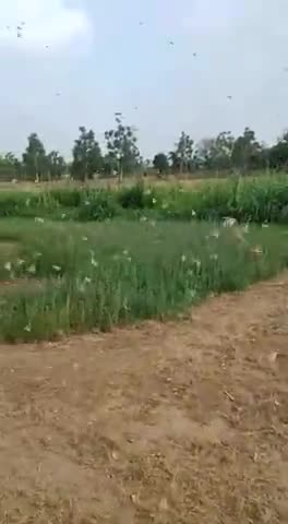 बस्सी: बांसखो क़स्बे में झालरा की ढाणी में किया टिड्डियों ने हमला, फसलें हुई चौपट किसान हुए परेशान #टिड्डी_दल