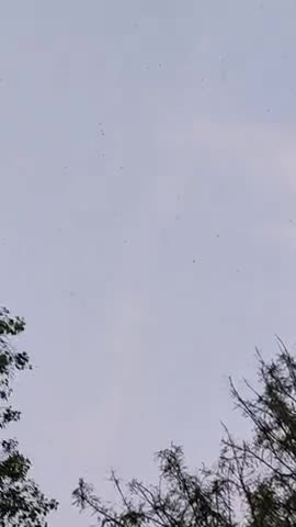 बंदरा: #locusts arrived in bihar..