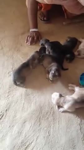 हिसार: New germen shepherd puppies .JISKO Chahiye VO bta de free me#publicapp #dog #germanshefherd#sell ﻿#publicapp.com ﻿