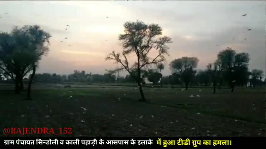 दौसा: ग्राम पंचायत सिन्डोली व काली पहाड़ी के आसपास के इलाके में हुआ टीडी ग्रुप का हमला।#Dausa#news4india
