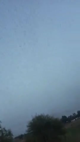 लक्ष्मणगढ़: लक्ष्मणगढ़ के कनवाडा गांव में  तिद्दी दल।#viral video#trending #alwar#laxmangarh#kanwara﻿@﻿@﻿@﻿@﻿@﻿@﻿@