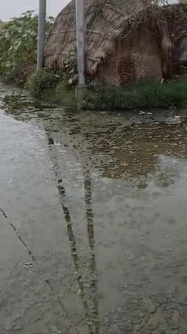 गौतम बुद्ध नगर: तालाबो का हाल सरकार सफाई नही करवारी हे सड़क पे पानी भरा हुआ  हे लोगो को निकलने म दिक्कत हो रही _बिमारी फैल रही #clean#bi