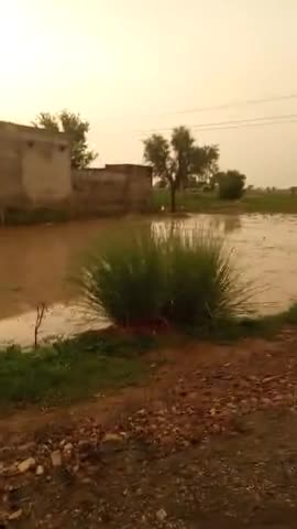 लक्ष्मणगढ़: लक्ष्मणगढ़। कनवारा गांव में बारिश होने से किसानों में खुशी।#rainyday #trending#viral﻿@﻿@﻿@﻿@﻿@