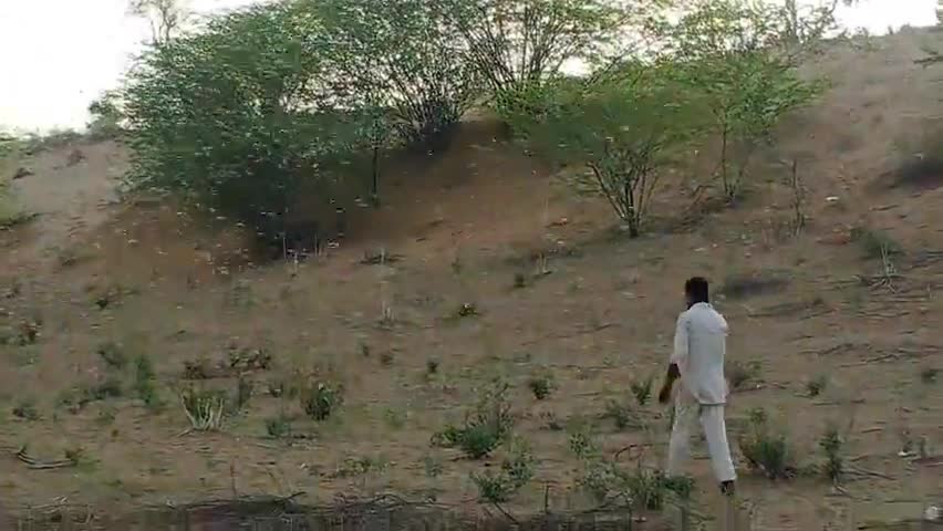 जोधपुर: #टिड्डी दल लगातार किसानों की फसलों को कर रही है तबाह