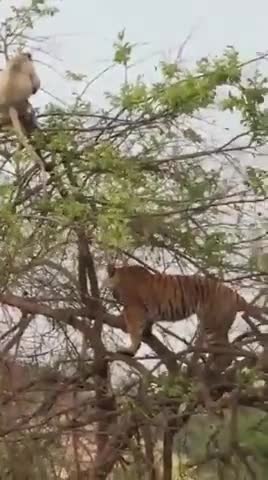 गाज़ियाबाद: जब बंदर ने शेर को दिया धोखा।
#शिकार
#जंगल_न्यूज
#vijaysatyatak
