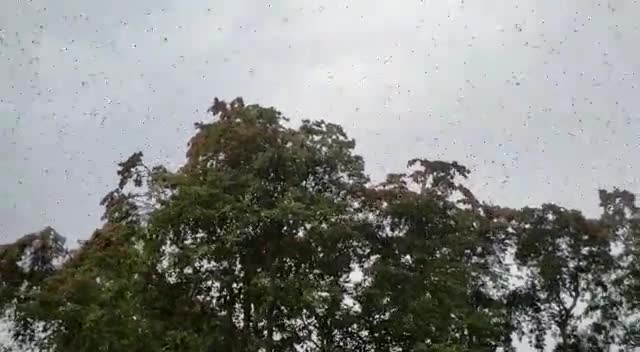 पृथ्वीपुर: ग्राम खाकरोन गांव में टिड्डी दल ने पेड़ों को बनाया निशाना, गांव वालों में भय का माहौल #टिड्डी