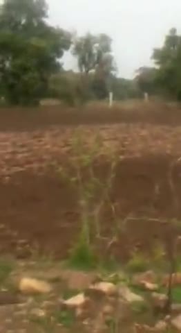 दतिया: ग्राम चक्र में हजारों की संख्या में पहुंचा टिड्डी दल, किसानों ने थाली बजाकर भगाने का किया प्रयास #टिड्डी_दल
