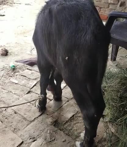 बाजपट्टी: ye paru ##bahut hi sundar hai