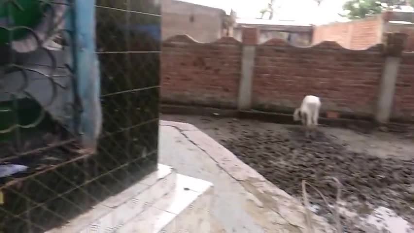 बेलदौर: आदर्श ग्राम पीरनगरा के धरोहर बाबा पीर स्थान को कुछ आदमी द्वारा अतिक्रमण कर लिया गया  हैं #pirnagra ﻿#बेलदौर #खगड़िया