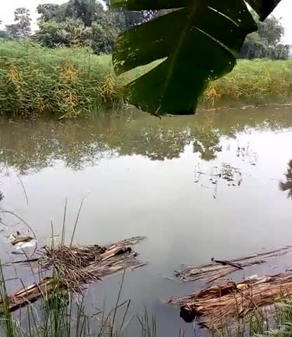 साहेबगंज: Bangra nizamat sahebgnj ﻿@﻿@﻿@#yah video mein matke hai jo ke bare mein Pani Aaya Hai
