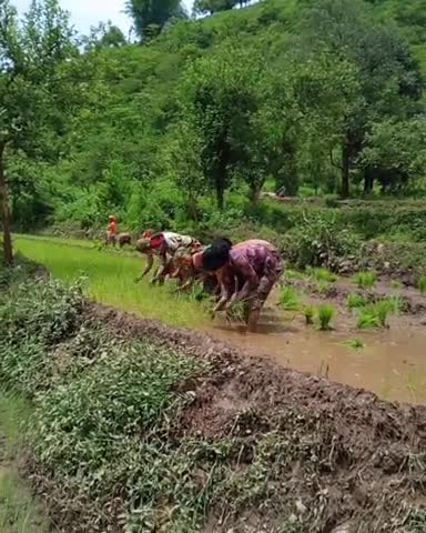 पिथौरागढ़: पहाड़ में बारिश के मौसम में रोपाई का नज़ारा देखा#उत्तराखण्ड#पिथौरागढ़