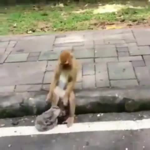 गाज़ियाबाद: जब बंदर ने पहना मास्क।
#जगल #करोना 
#vijaysatyatak