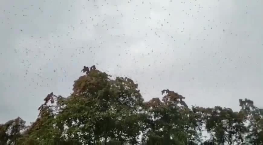 निवाड़ी: कनौरा व अस्तारी गांव में टिड्डी दल ने किया प्रवेश,  किसानों में मचा हड़कंप #टिड्डी