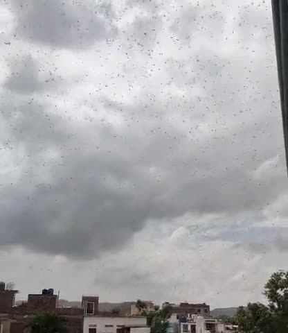 सवाई माधोपुर: #सवाई माधोपुर के राजनगर में फिर टिड्डियों का कहर