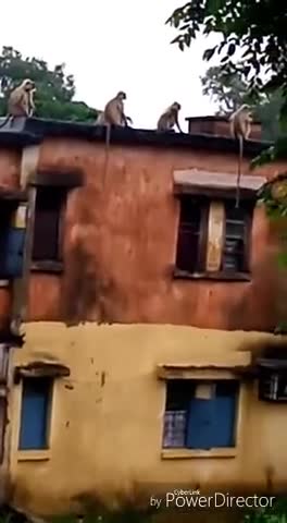 चास: मौसम का आनंद लेते बंदर
लौकडाउन मे उठा रहे हैं आनंद
#monkey #cloudyweather