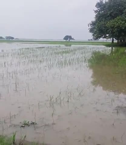 इटवा: #ज्यादा पानी बरसने से चावल का फसल हुआ बर्बाद