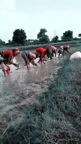 भदोही: कोइरौना क्षेत्र के सदशिवपट्टी गांव में बारिस के बाद धान लगाते गांव के लोग ।।।
बहुत ही अध्भुत नजारा #up64 #updated